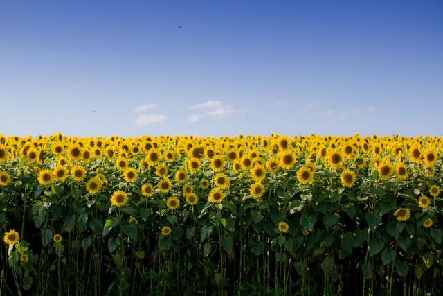 Foto van een zonnebloemenveld.